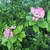 Shrub with pink inflorescences.