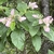 Shrub with pink inflorescences.
