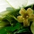 Close-up of flower showing spots & hairs on corolla.