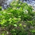 Shrub with pink inflorescences.