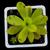 Pinguicula agnata