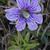 Pinguicula caerulea