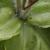 Leaf closeup