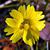 Flowersc