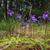 Pinguicula vulgaris