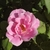 Pink Simplicity Flower