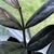 Close-up of the middle part of a pinnate leaf. Leaflets shiny.