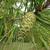 Cone