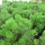 Photo of densely needled shoots