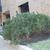 Pinus mugo 'Mops'