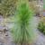 Pinus palustris