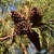 Pinecones - December - Wake Co., NC