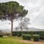 Pine with umbrella-shaped canopy