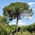 Pine with umbrella-shaped canopy