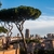 Pine with umbrella-shaped canopy