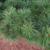 Pinus strobus 'Nana'