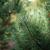 Pinus sylvestris