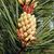 Pinus sylvestris
