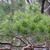 Pinus sylvestris