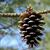 Female cone