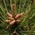 Male cones