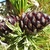 shoot with needles and clusters of female cones