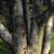 Bark Close-up