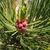 Pinus cembra