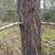 Bark