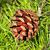 Seed Cones