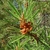 shoot with needles and clusters of small male cones