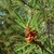 Cones and needles