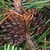 Seed cones (Larimer County, CO)-Early Fall