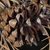 Seed cone with spines (Larimer County, CO)-Early Fall