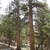 Tall trees with platy bark and needles