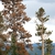 Tree form (Larimer County, CO)-Early Fall