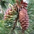Shoot with needles and clusters of seed cones.