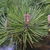 The male pollen cones are pinkish cluster like stucturess