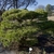 Pinus densiflora crooked trunk and horizontal branches