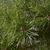 bright green needles 3-5 inches long