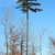 Form (Chapel Hill, NC)-Late Winter