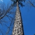 Looking up at the tree (Chapel Hill, NC)-Late Winter