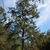 Habit of the tree showing contorted trunk and broad crown