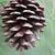 Mature seed cone
