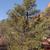 Pinus edulis