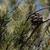 Pinus edulis