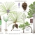 Color illustrations of the technical details of this species.