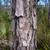 Bark