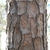 Close-up of trunk showing platy bark.