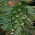 Young cone (Larimer County, CO)-Early Fall